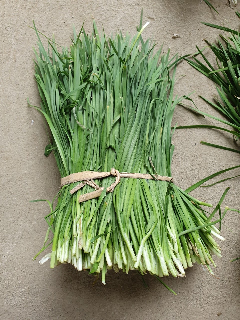 IQF frozen chopped chives supplier in China for bulk buyers